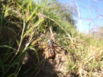 Close-up of insect on grass