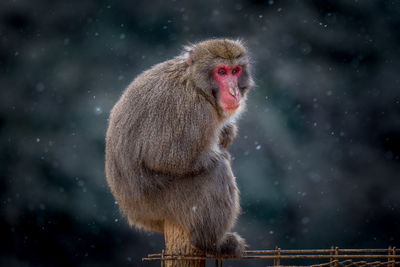 Monkey sitting on wooden post