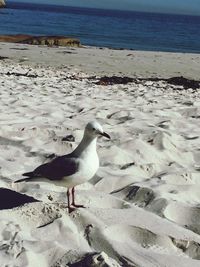 Seagull flying over beach
