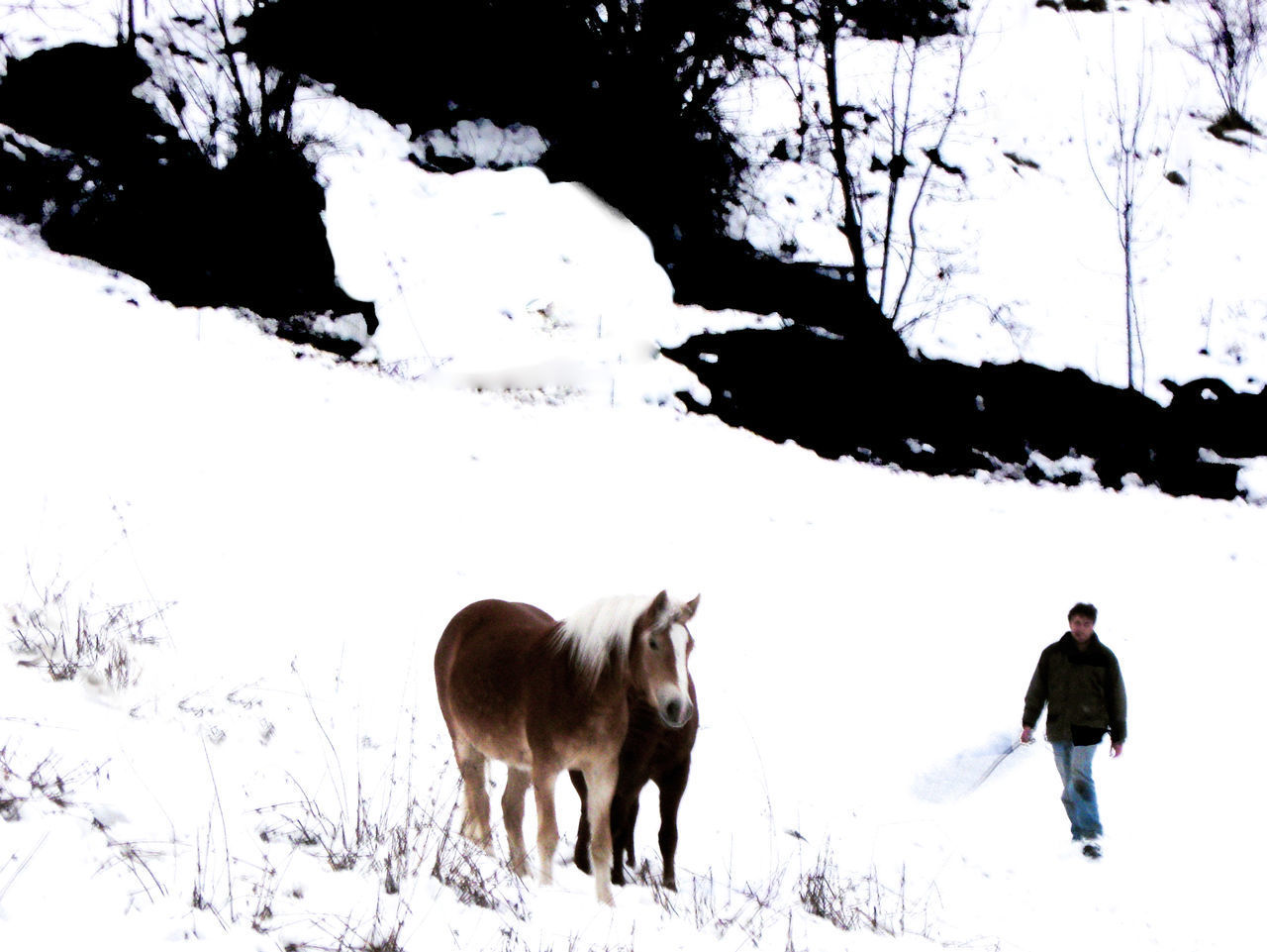 HORSES STANDING ON SNOW COVERED FIELD