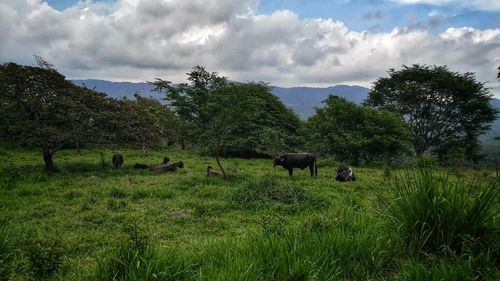 Sheep grazing in a field