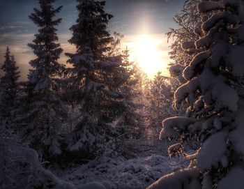 Sun shining through trees