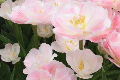 Close-up of pink flowers blooming outdoors