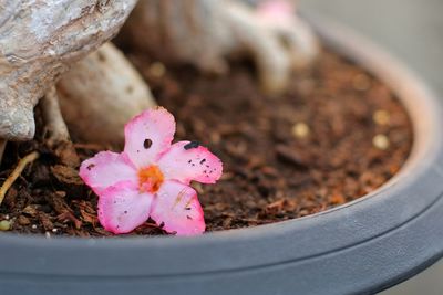 Close-up of pink flower