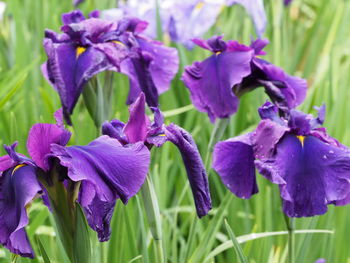 Close-up of purple iris flowers