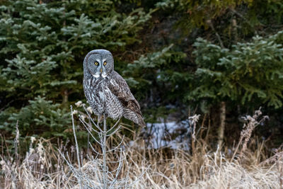 Portrait of great gray owl perching on tree