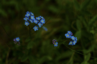 Close-up of blue flowering plant