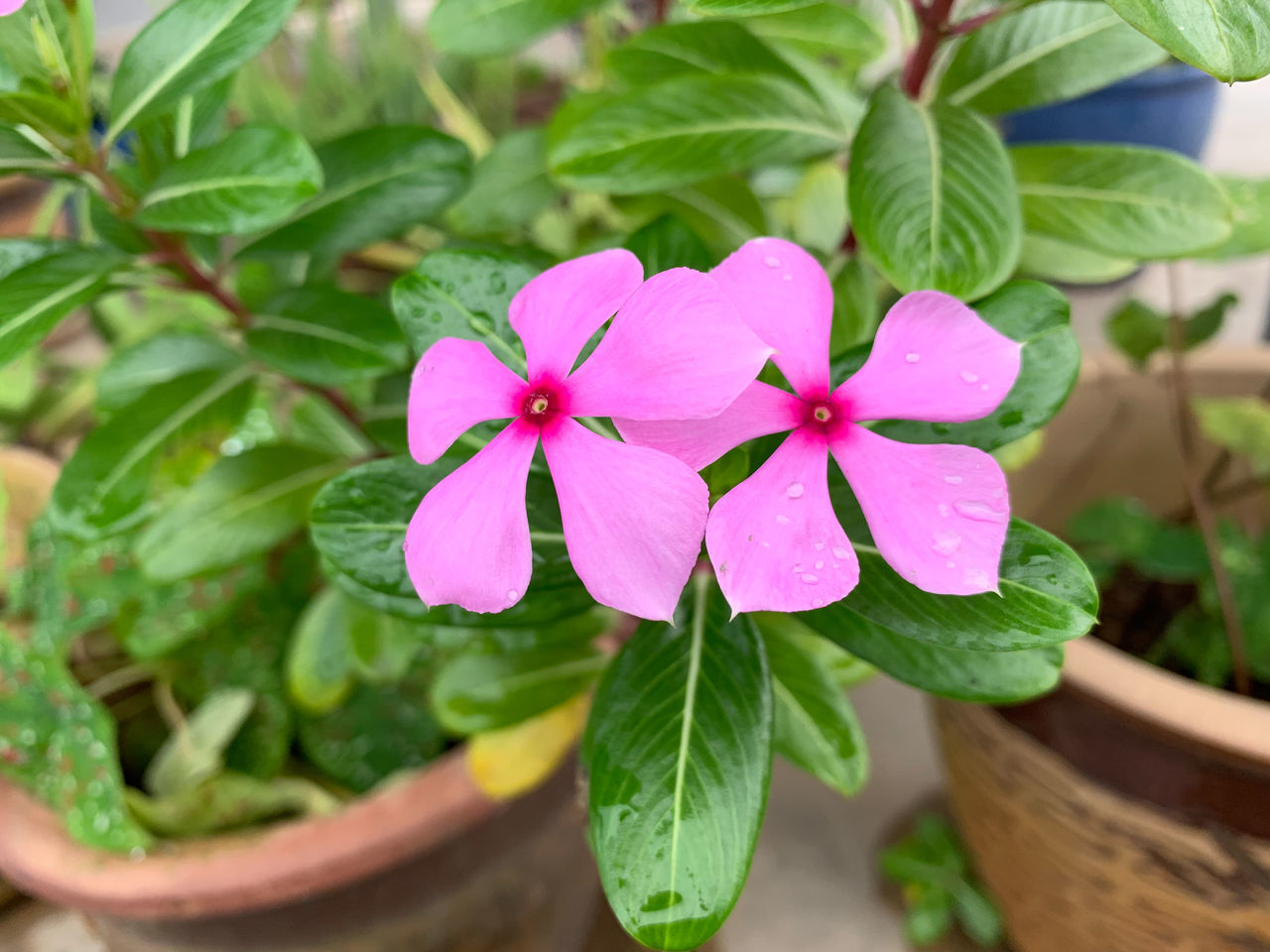 CLOSE-UP OF PINK FLOWER PLANT