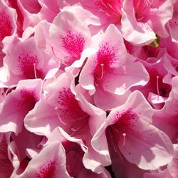 Close-up of pink flowers