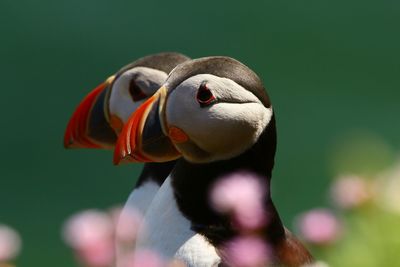 Close-up of atlantic puffins