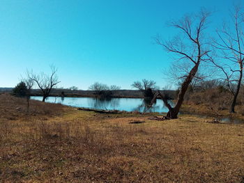 Bare trees on field against clear sky