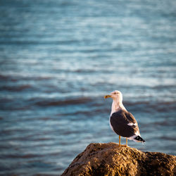 Seagull perching on rock by sea