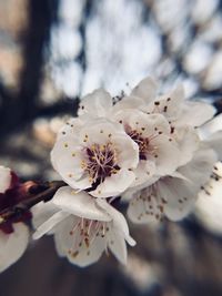 Close-up of white apricot blossom