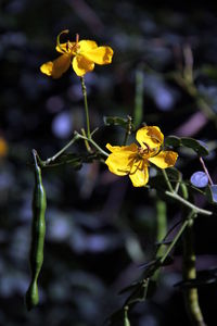 Close-up of yellow flowering plant