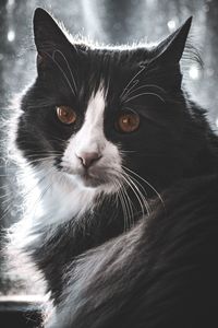 Close-up portrait of cat