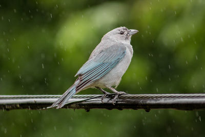 Close-up of bird perching on wire during rainy season