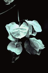 Close-up of plant against black background