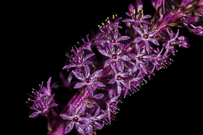 Close-up of flower over black background