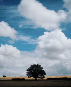 Trees on field against sky