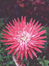 Close-up of flower blooming outdoors