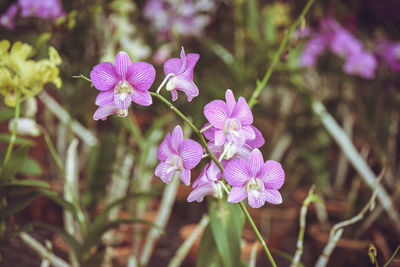 Close-up of purple flowers blooming outdoors