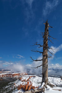 Bare tree on snow covered landscape against sky