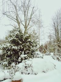 Snow covered trees on field