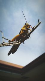 Low angle view of insect perching on branch against sky
