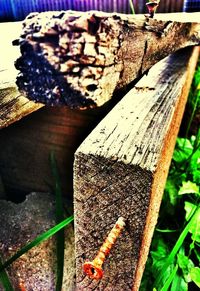 Close-up of leaves on wooden wall