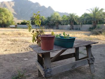 Potted plant on table against trees on field