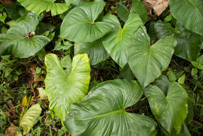 Full frame shot of green leaves
