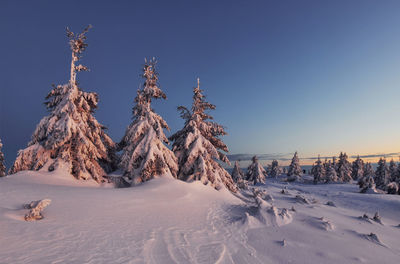 Snow covers lot of ground and trees. magical winter landscape.