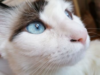 Close-up of cat