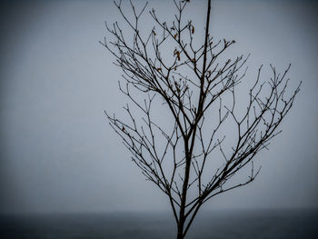 Close-up of bare tree against clear sky