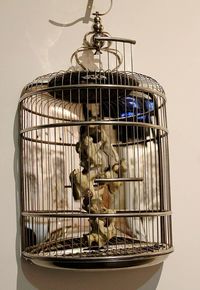 Close-up of bird in cage