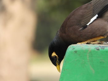 Close-up of bird looking down