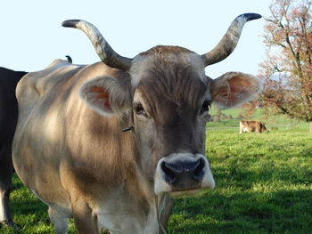 Portrait of cow standing on field