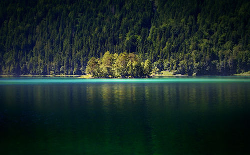 Scenic view of lake in forest