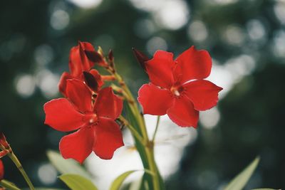 Close-up of red flowers blooming outdoors
