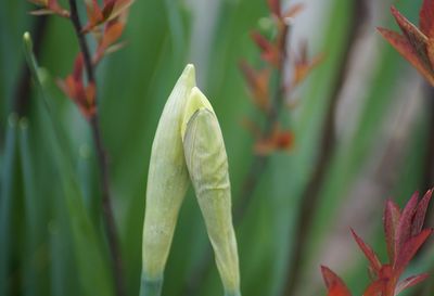 Close-up of plant