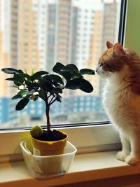 Close-up of cat by potted plant on table