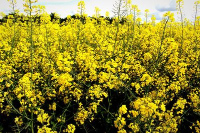 Yellow flowers growing in field