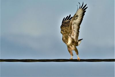 Low angle view of bird flying