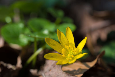 Close-up of yellow flowering plant