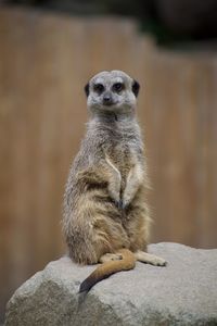Meerkat looking away