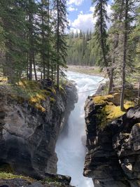 Scenic view of waterfall in forest