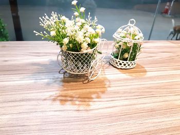 Potted plants on table