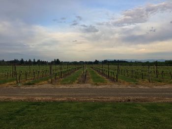 Scenic view of vineyard against sky