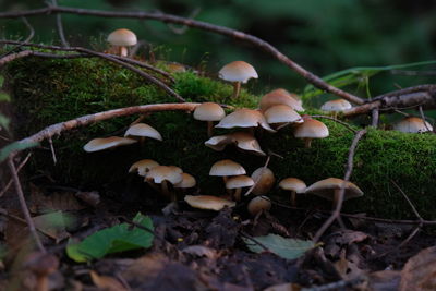 Close-up of mushrooms growing on field