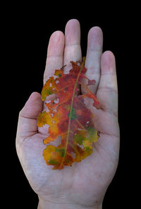 Close-up of hand holding leaves over black background